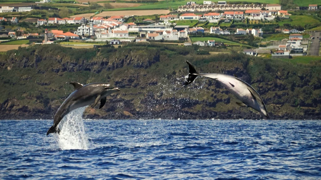 Dolphins in the Azores a good place to go in Europe in April for the whale migration