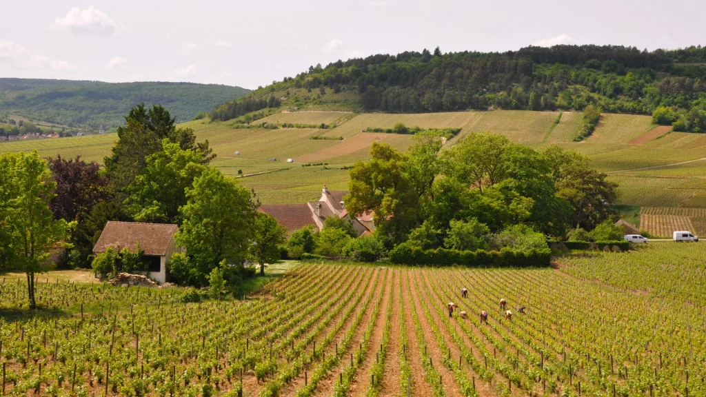 Vineyards near Beaune, France