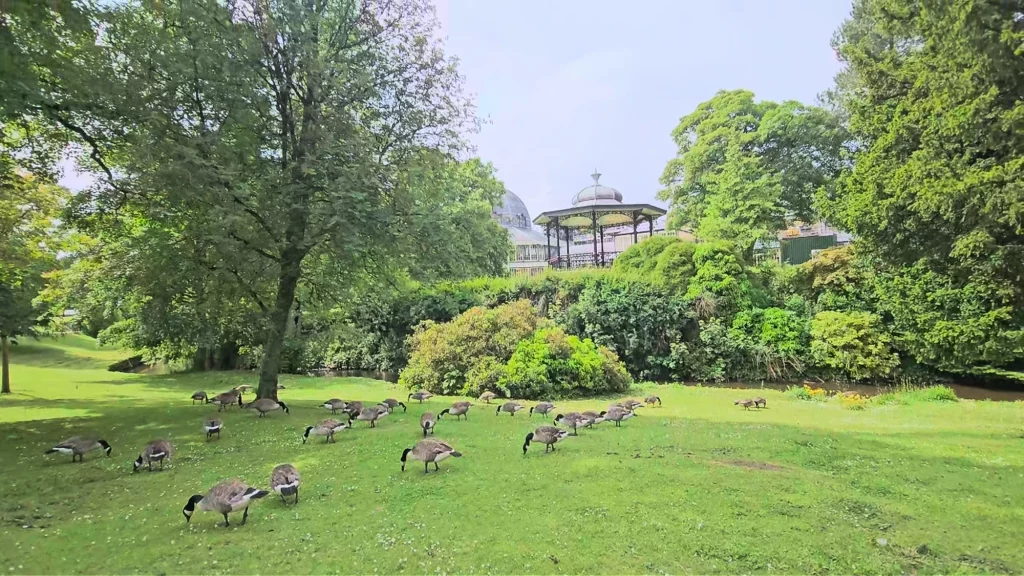 Canada Geese in the Pavillion Gardens in Buxton Derbyshire